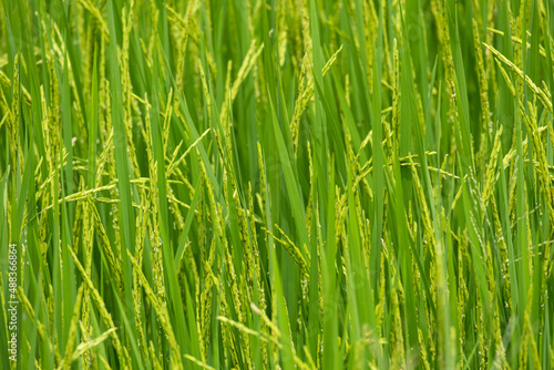 beauty fresh golden and green paddy rice food tree in thailand farming.season farmer harvest organic natural plant