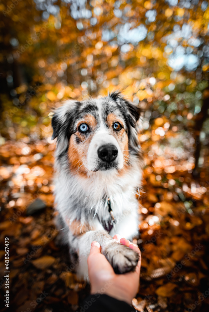 Autumn dogs Autumn dogs