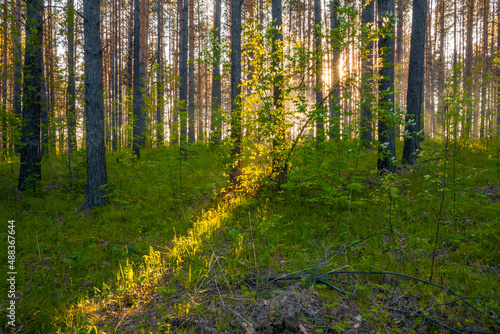 sunset in the woods