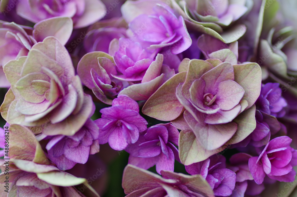 秋紫陽花 秋紫陽花