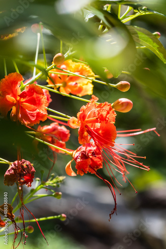 red and yellow flowers  Caesalpinia pulcherrima