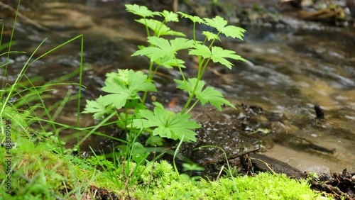 Mountain river in the green forest