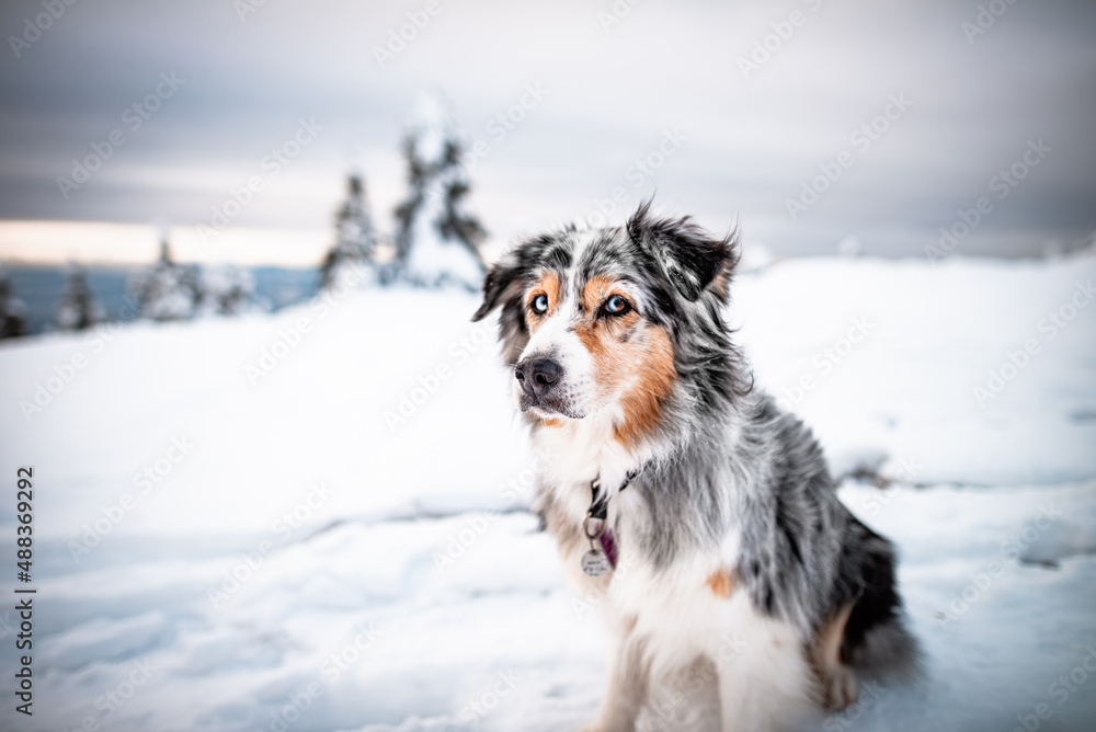 Dogs in winter Dogs in winter