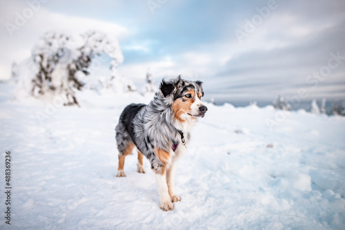 Dogs in winter