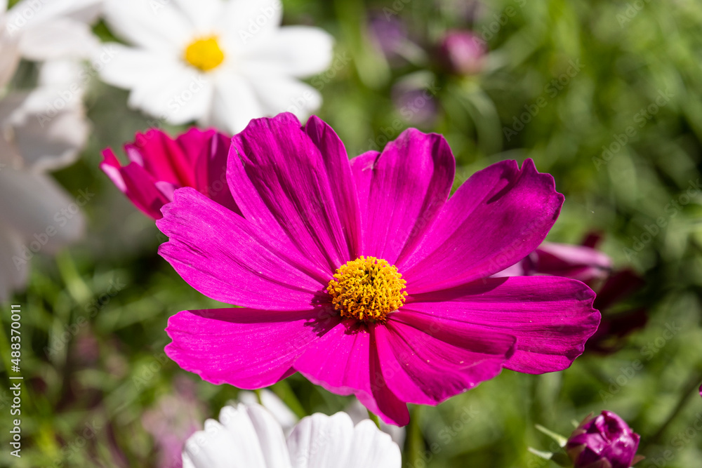 fresh beauty big purple cosmos flower and blooming in natural botany garden park