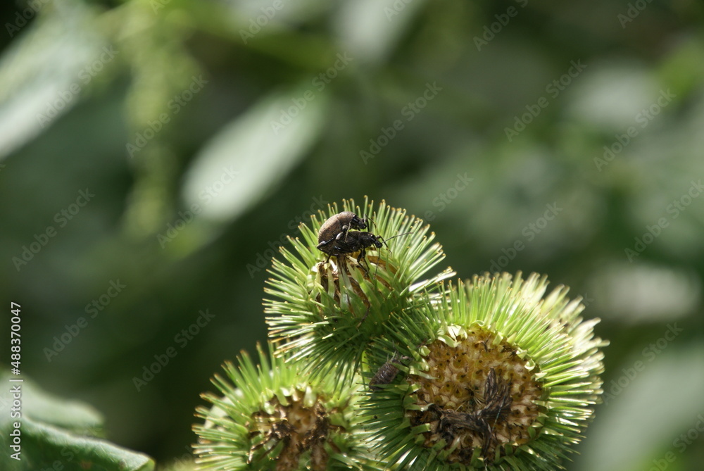 Rüsselkäfer bei der Paarung 488370047 Curculionidae Rüsselkäfer bei der Paarung 488370047 Curculionidae
