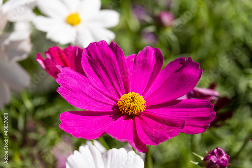 fresh beauty big purple cosmos flower and blooming in natural botany garden park
