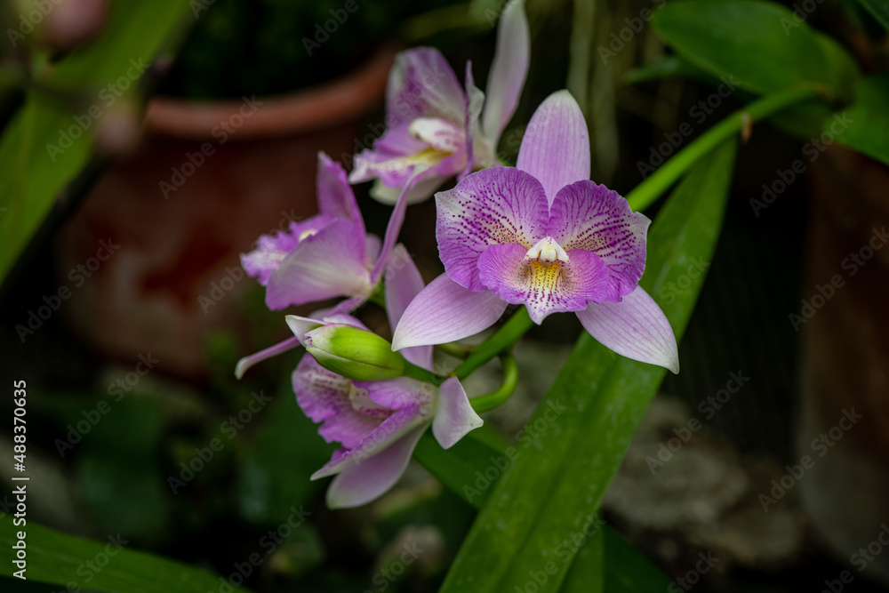 Blooming beautiful orchid flowers in a tropical greenhouse, nature and gardening Blooming beautiful orchid flowers in a tropical greenhouse, nature and gardening