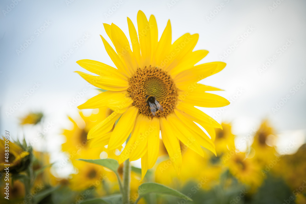 Fototapeta premium Bumble Bee on a Sunflower