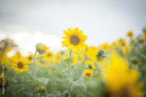 Sunflowers in a field