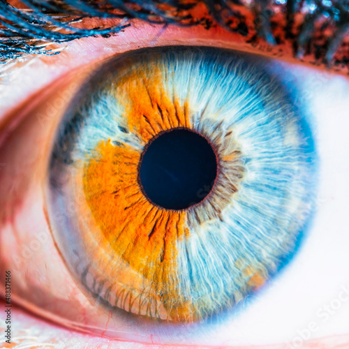 blue eye macro close up photography