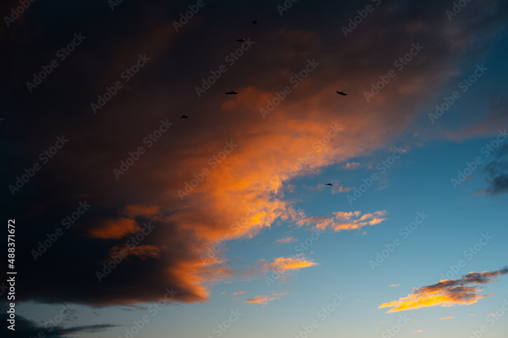 Landscape of beautiful sunset sky and flying birds.