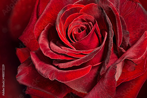 Red rose macro close up shot.RED ROSE