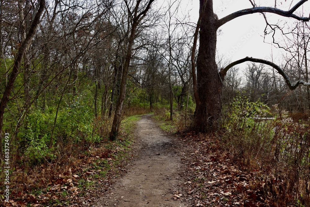 The empty hiking trail in the forest on a fall day. The empty hiking trail in the forest on a fall day.