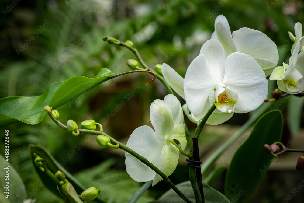Blooming beautiful orchid flowers in a tropical greenhouse, nature and gardening Blooming beautiful orchid flowers in a tropical greenhouse, nature and gardening