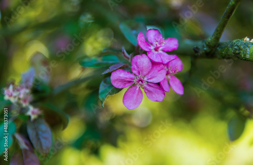 Pink flowers of blossom apple tree in spring time.