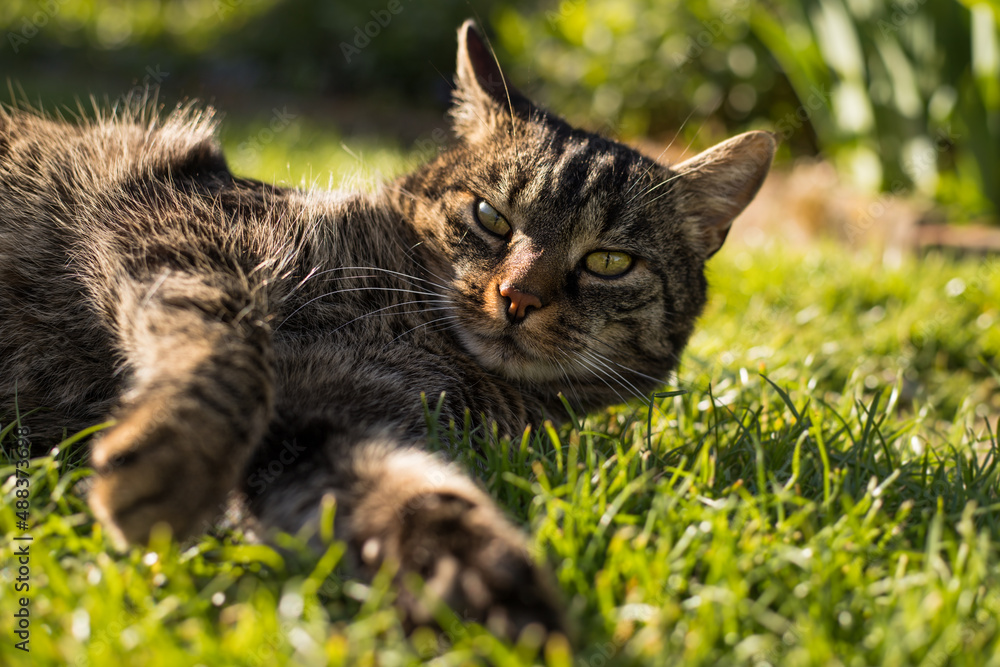 A tabby cat laying in the grass relaxing in the sun. The tabby cat looks curious and alert in the garden. 
