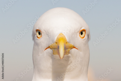 A beautiful seagull poses for the camera with direct eye contact.
