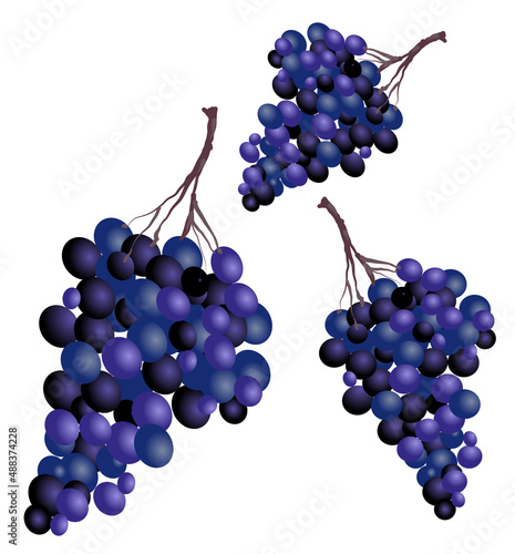 menace of wine grapes, vector illustration on a white background