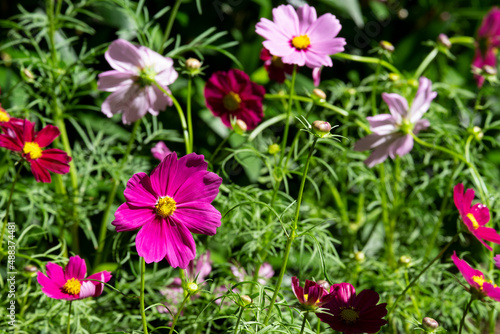 fresh beauty mix group pink red and purple cosmos flowerand white center blooming in natural botany garden park