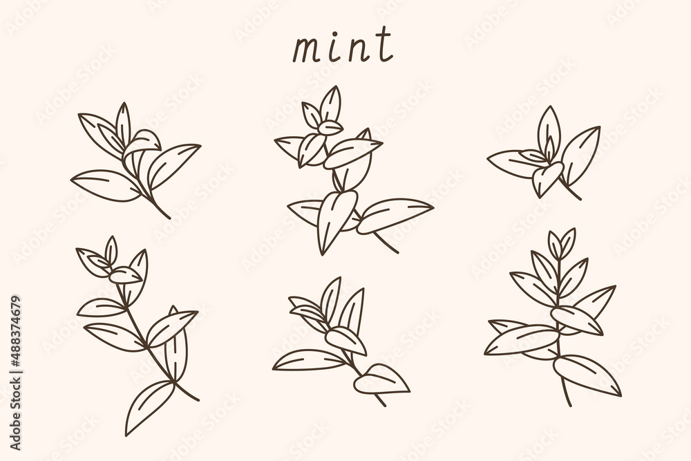 Branch of mint. Contour vector illustration. Branch of mint. Contour vector illustration.