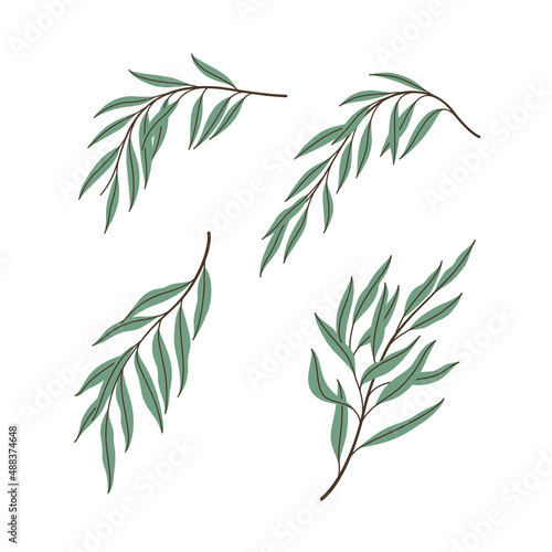 Illustration of willow branch. Set of branches with leaves. Contour vector illustration.