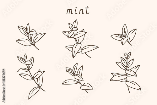 Branch of mint. Contour vector illustration.