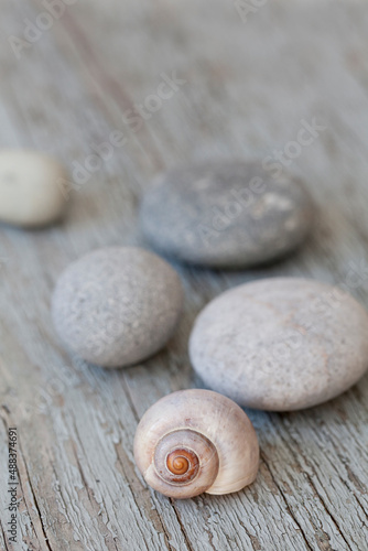 Minimalistic Still Life With Grey Pebble And Shell