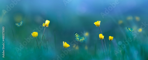 Fotografie, Obraz Yellow wild flowers and butterflies