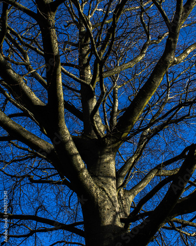 Tree on blue sky