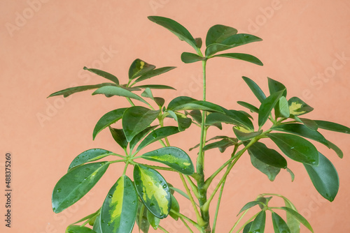 verigated leaves of Schefflera on a peach wall color background close-up. Indoor plants in a modern interior. photo