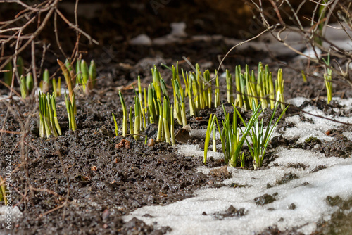 Shoots of bulbous plants in the spring garden