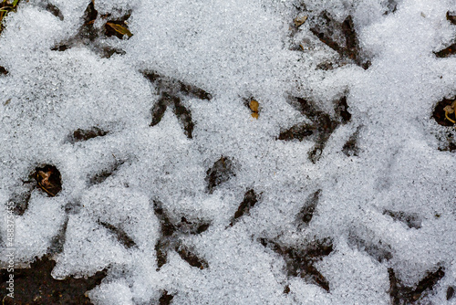  Footprints of birds in the snow
