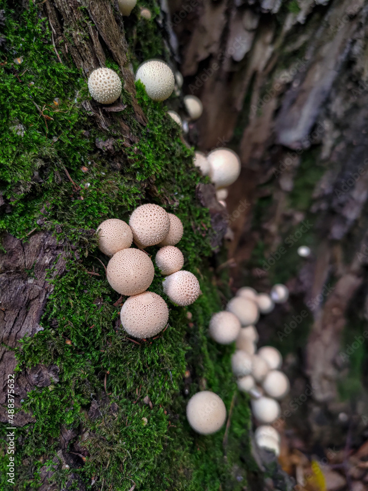 Mushroom Lycoperdon pyriforme growing on a tree Mushroom Lycoperdon pyriforme growing on a tree