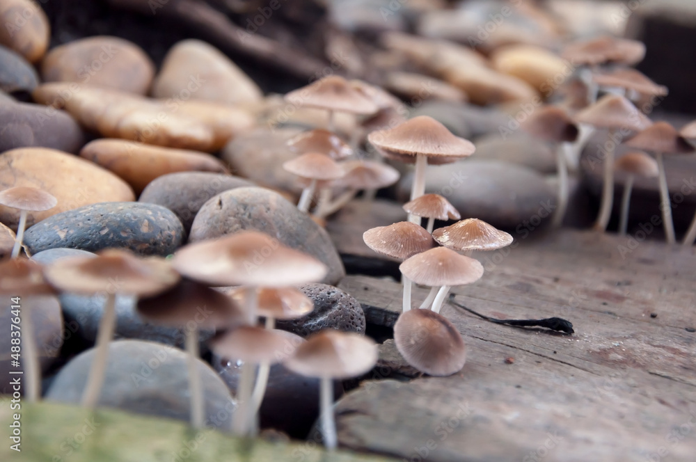 Fototapeta premium Mushrooms that grow around town houses 