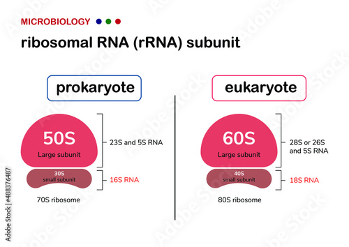 Biology illustration show the difference between ribosomal RNA (rRNA or rDNA) of prokaryote and eukaryote organism
