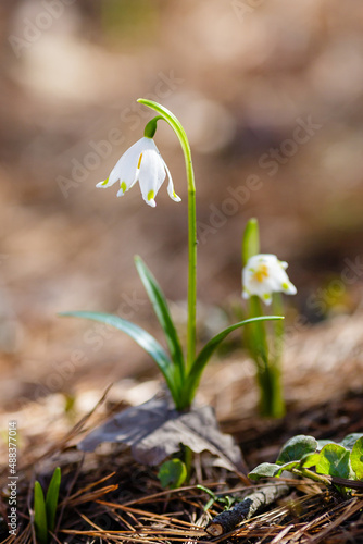Snowdrop or Leucojum in spring garden © Flower_Garden
