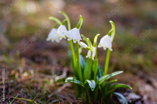 Snowdrop or Leucojum in spring garden
