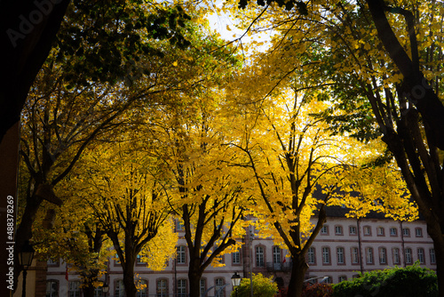 Wallpaper Mural autumn in the park Torontodigital.ca