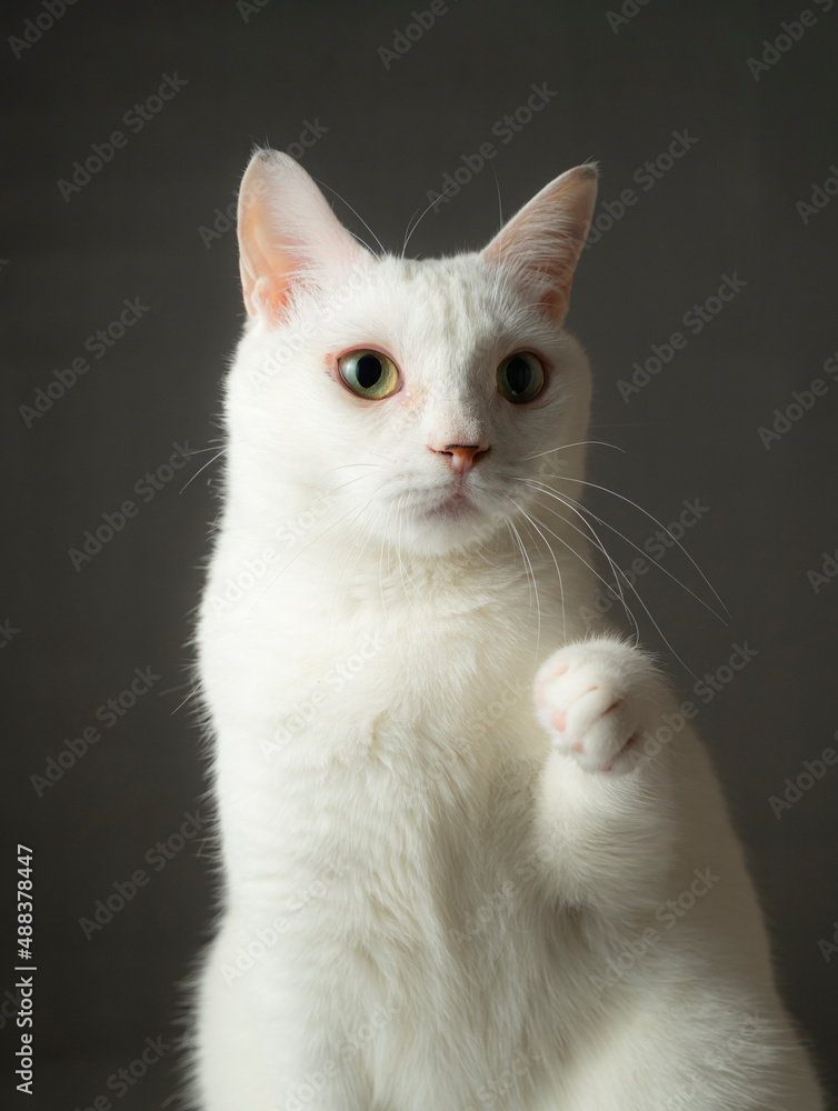 手を挙げているかわいい白猫　グレー背景