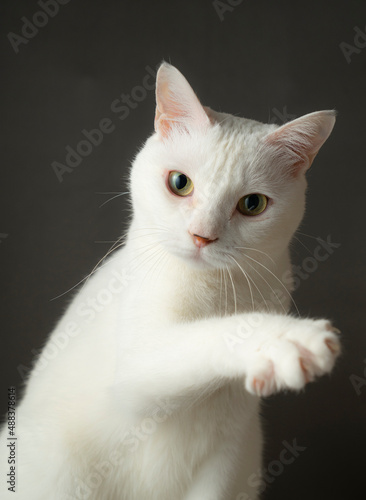 手を挙げているかわいい白猫　グレー背景