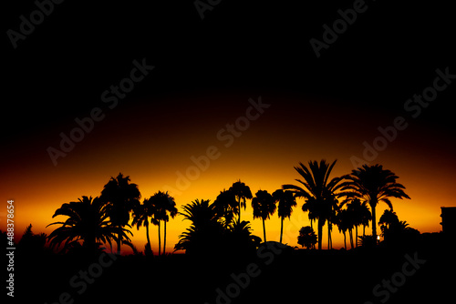 silhouette of some trees and palms over the sunset