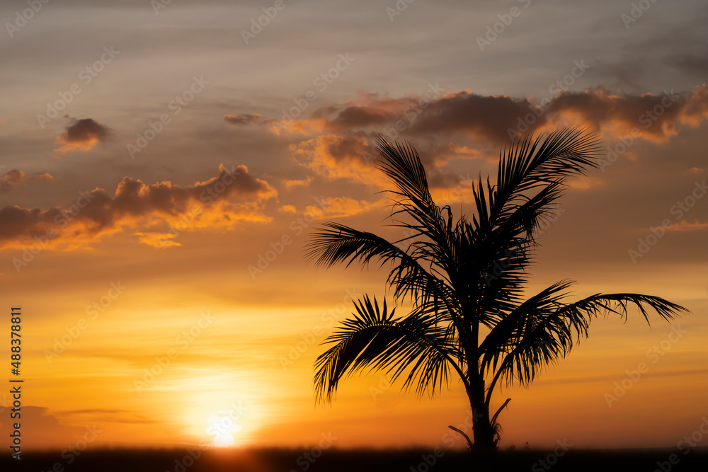 the silhouette of a lonely palm tree against the background of a fabulous tropical orange sunset on a desert island. a tourist's dream, relaxation solitude and a fabulous paradise vacation