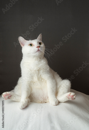あぐら座りするかわいい白猫 グレー背景 