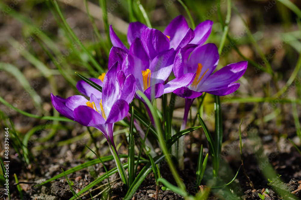Beautiful spring crocuses in the garden. Flowering of bulbous plants in the garden. Floral spring background with pink and purple crocus flowers Beautiful spring crocuses in the garden. Flowering of bulbous plants in the garden. Floral spring background with pink and purple crocus flowers