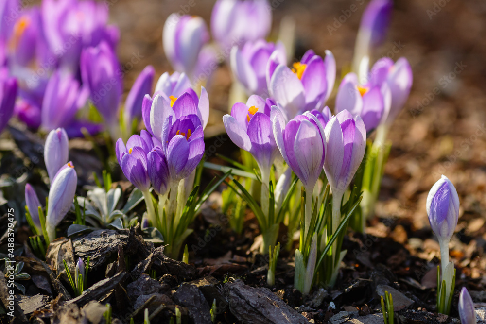Violet and lilac flowers of spring crocus in spring garden Violet and lilac flowers of spring crocus in spring garden