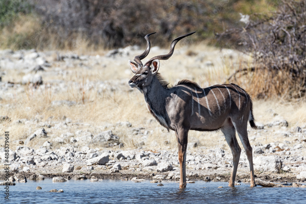 Greater Kudu (Tragelaphus strepsiceros) standing in the waterhole near Namutoni in Etosha National Park in Namibia, Africa Greater Kudu (Tragelaphus strepsiceros) standing in the waterhole near Namutoni in Etosha National Park in Namibia, Africa