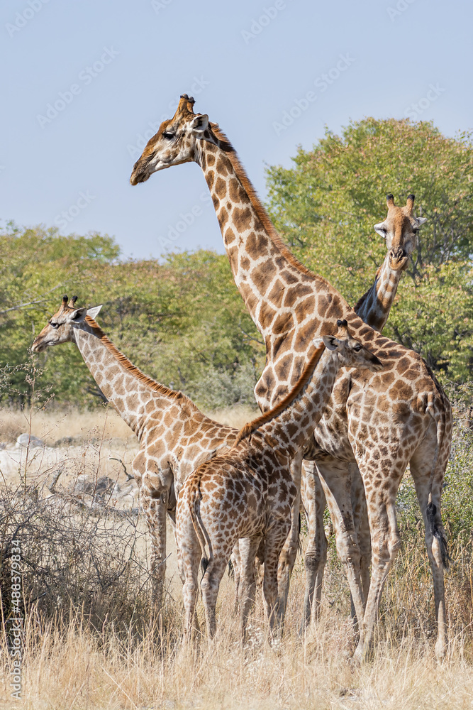 Obraz premium Family of Southern Giraffes (Giraffa camelopardalis angolensis) in the bush, Etosha national park, Namibia 