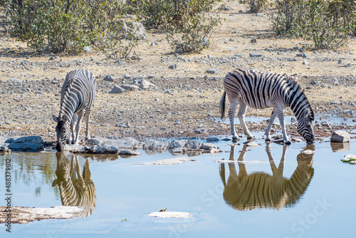 Burchell s zebras  Equus quagga burchellii  drinking water in the Etosha national park  Namibia 