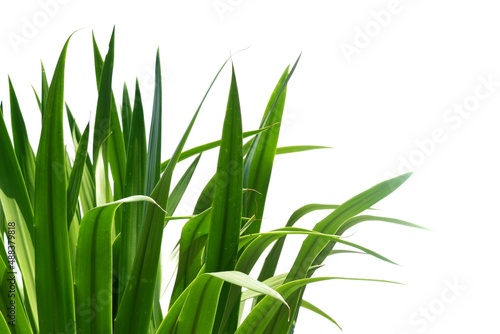 In selective focus Tropical Dracaena loureiri Gagnep tree with leaves on white isolated background for green foliage backdrop